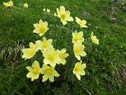 28 Cespo di pulsatilla alpina...